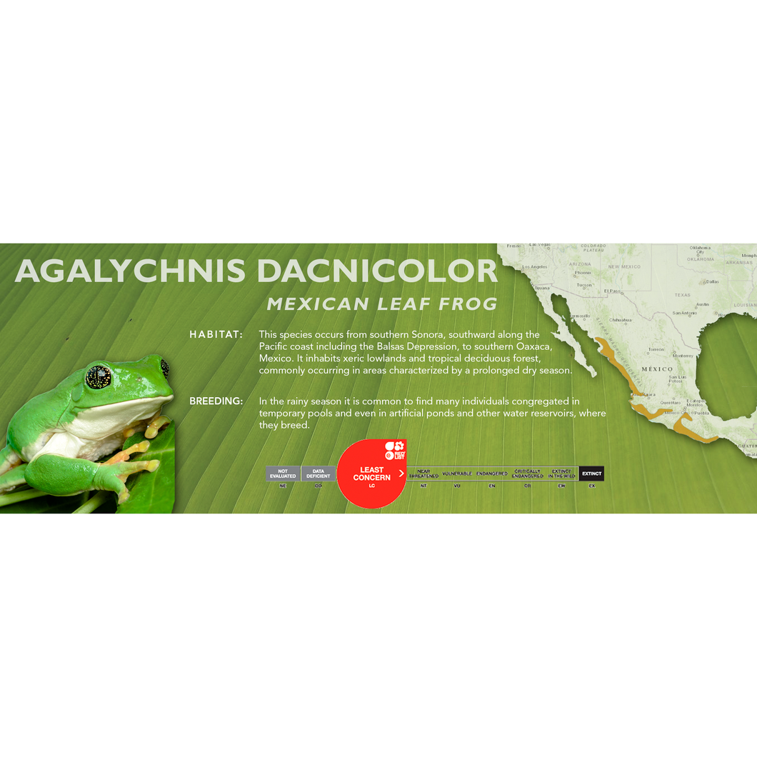 Mexican Leaf Frog (Agalychnis dacnicolor) - Standard Vivarium Label