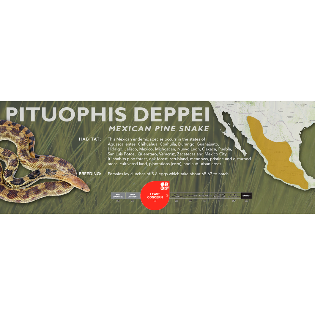 Mexican Pine Snake (Pituophis deppei) Standard Vivarium Label
