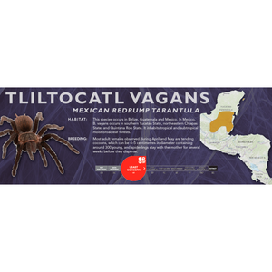 Mexican Redrump Tarantula (Tliltocatl vagans) - Standard Vivarium Label