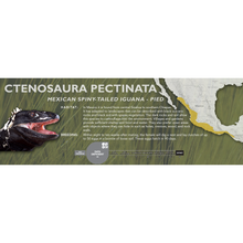 Load image into Gallery viewer, Mexican Spiny-Tailed Iguana (Ctenosaura pectinata) Standard Vivarium Label