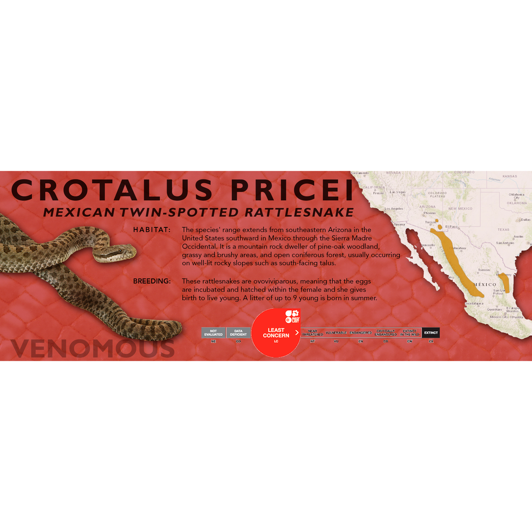 Mexican Twin-Spotted Rattlesnake (Crotalus pricei) Standard Vivarium Label