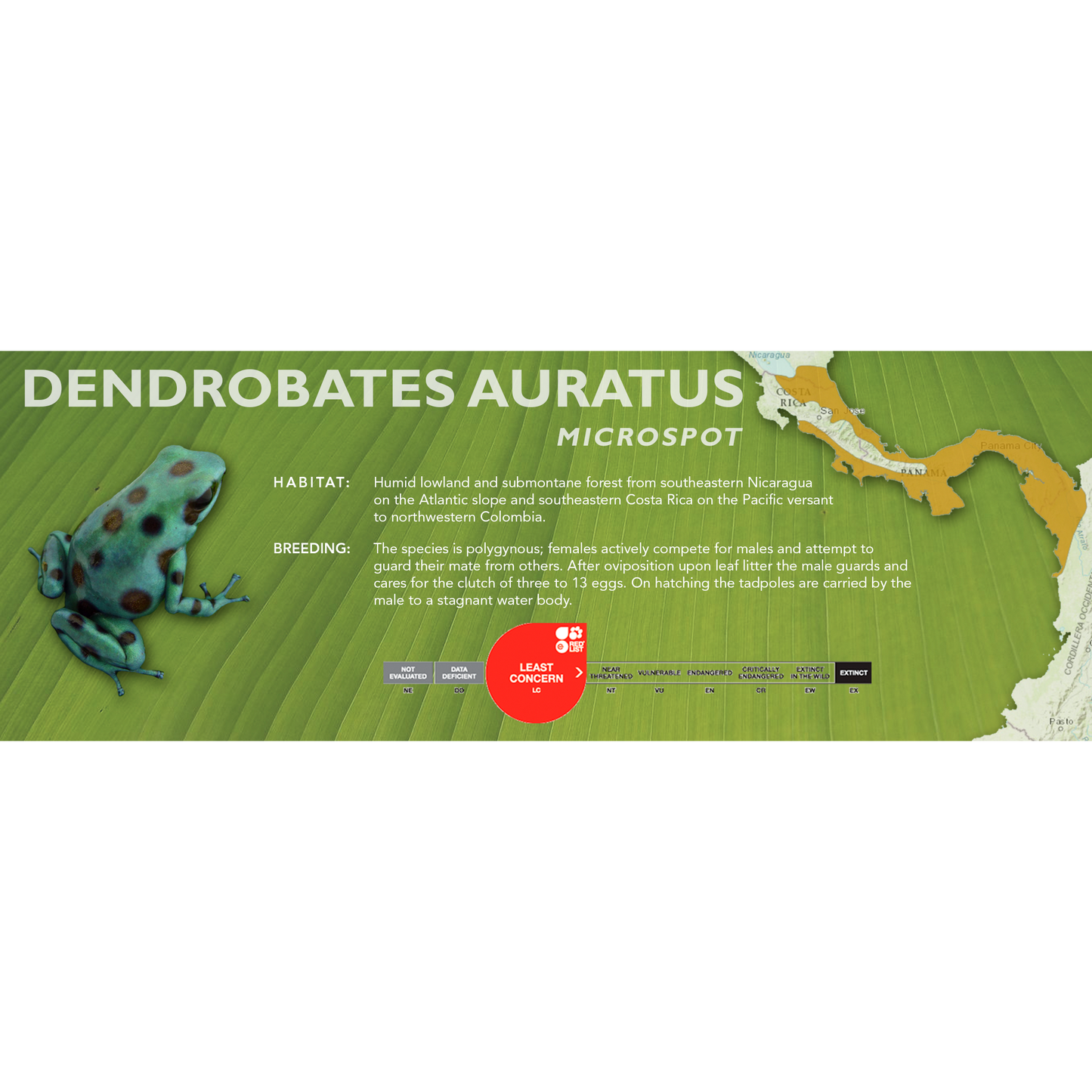 Dendrobates auratus - Standard Vivarium Label