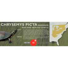 Load image into Gallery viewer, Painted Turtle (Chrysemys picta) - Standard Vivarium Label