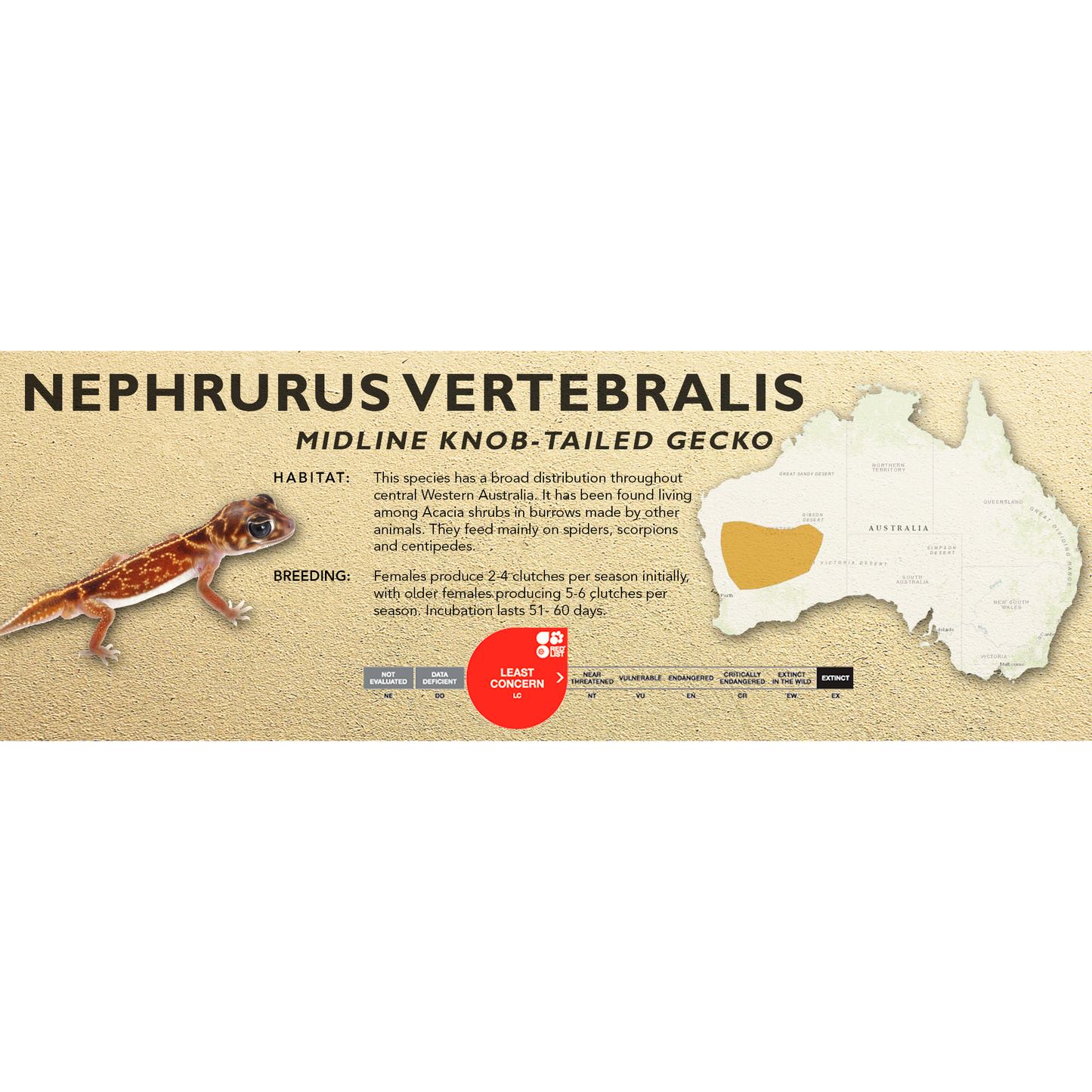 Midline Knob-Tailed Gecko (Nephrurus vertebralis) Standard Vivarium Label