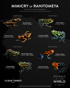 Mimicry of Ranitomeya - 8" x 10" Print - Animals of the World Print Series #1