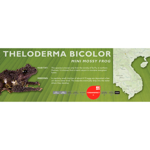 Mini Mossy Frog (Theloderma bicolor) - Standard Vivarium Label