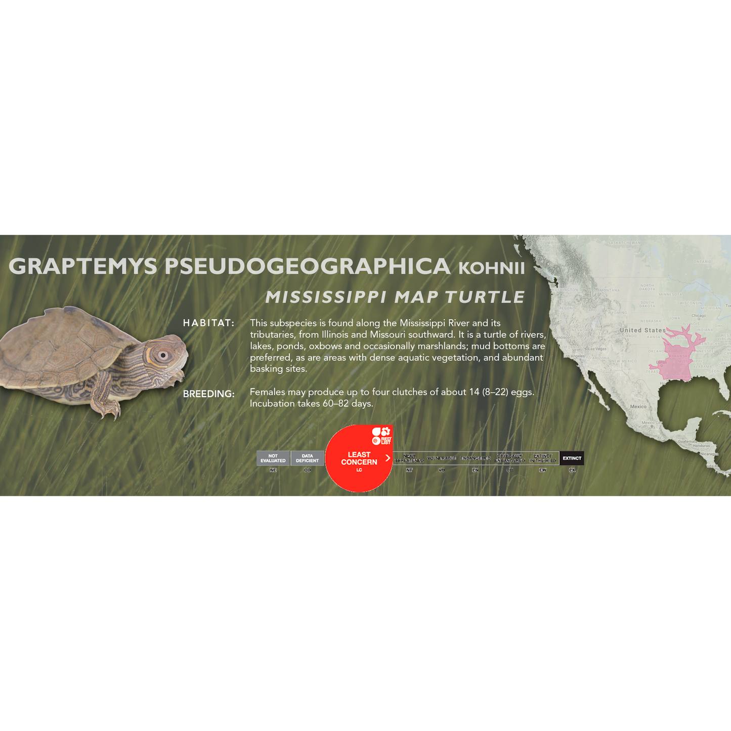 Mississippi Map Turtle (Graptemys pseudogeographica kohnii) - Classic Vivarium Label