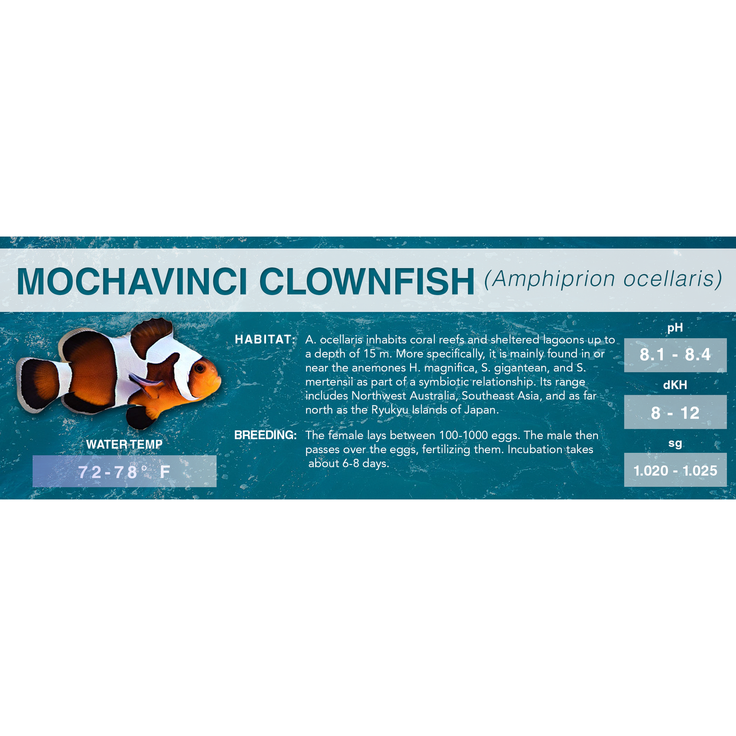 Common Clownfish (Amphiprion ocellaris) - Standard Aquarium Label