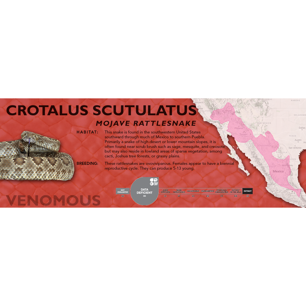 Mojave Rattlesnake (Crotalus scutulatus) Standard Vivarium Label