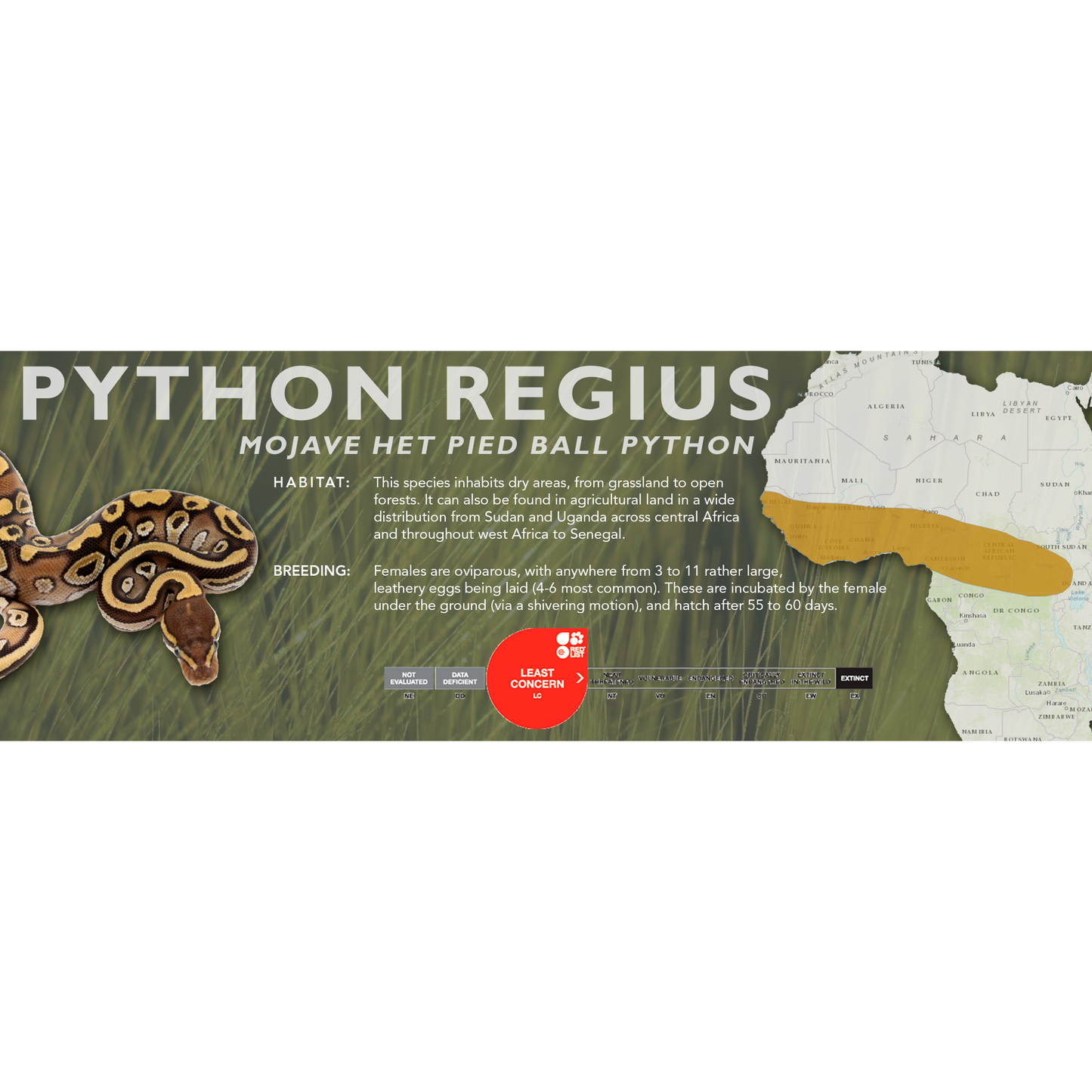 Ball Python (Python regius) Classic Vivarium Label