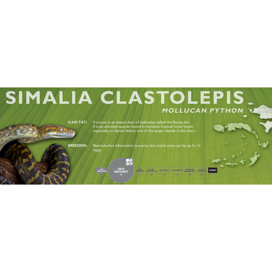 Mollucan Python (Simalia clastolepis) Classic Vivarium Label