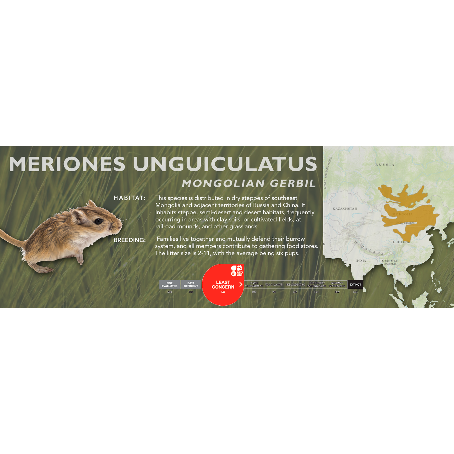 Mongolian Gerbil (Meriones unguiculatus) - Classic Vivarium Label