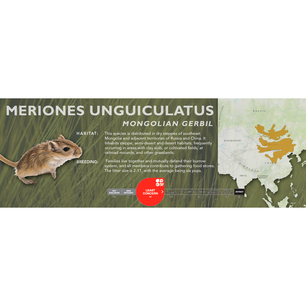 Mongolian Gerbil (Meriones unguiculatus) - Standard Vivarium Label