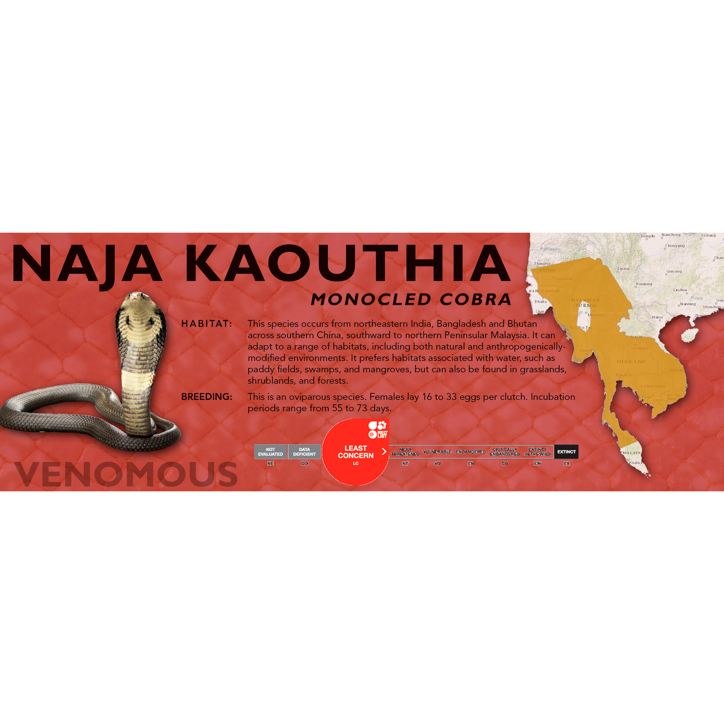 Monocled Cobra (Naja kaouthia) Classic Vivarium Label