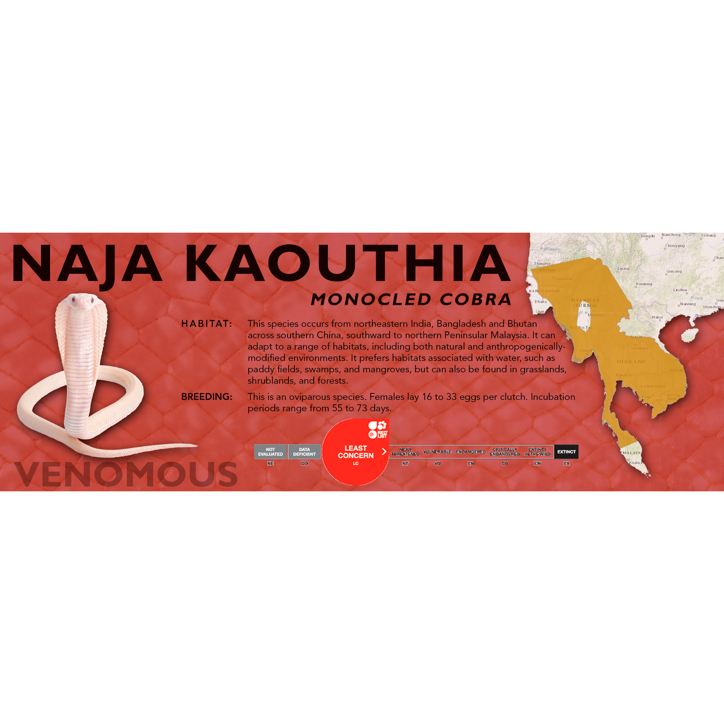 Monocled Cobra (Naja kaouthia) Classic Vivarium Label