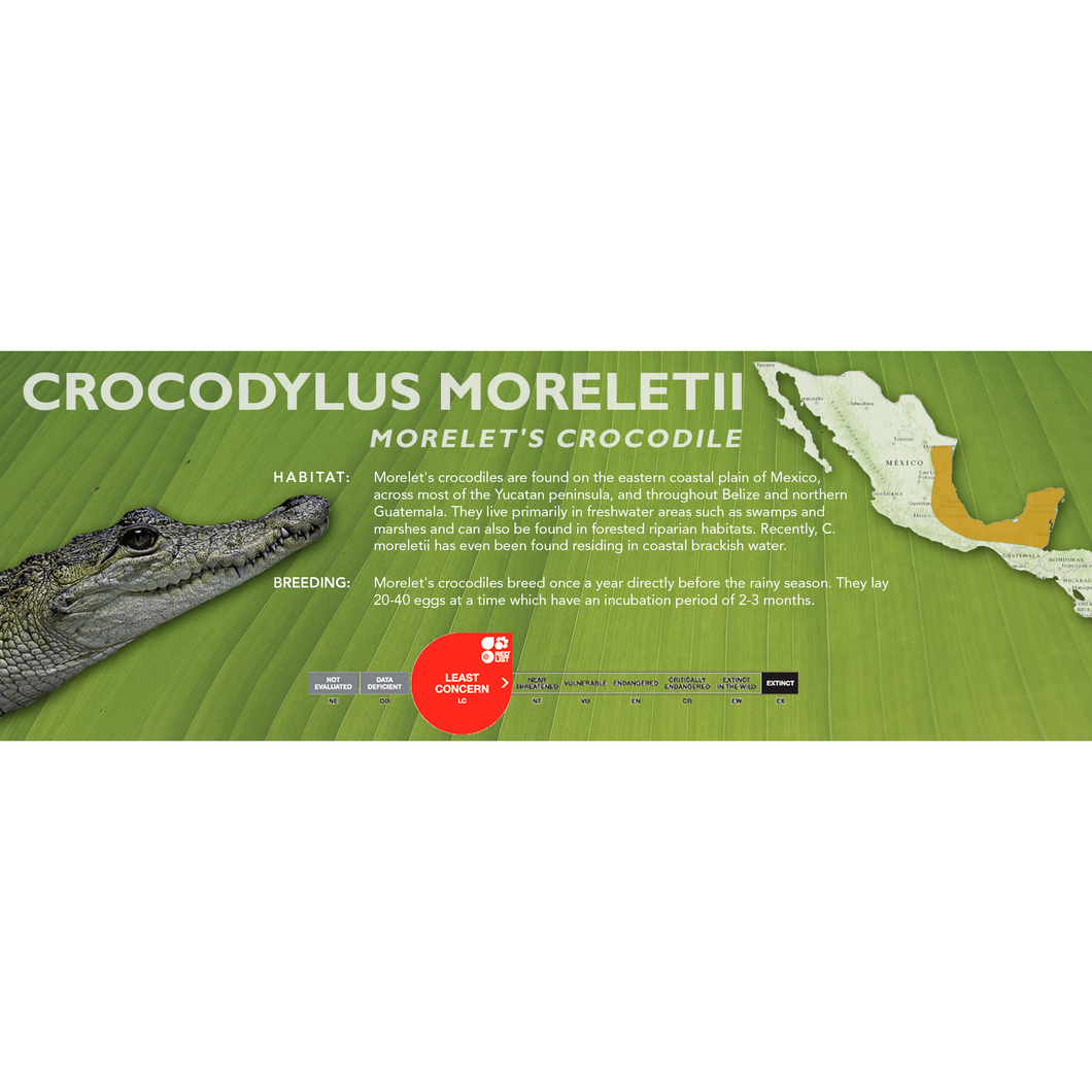 Morelet's Crocodile (Crocodylus moreletii) - Standard Vivarium Label