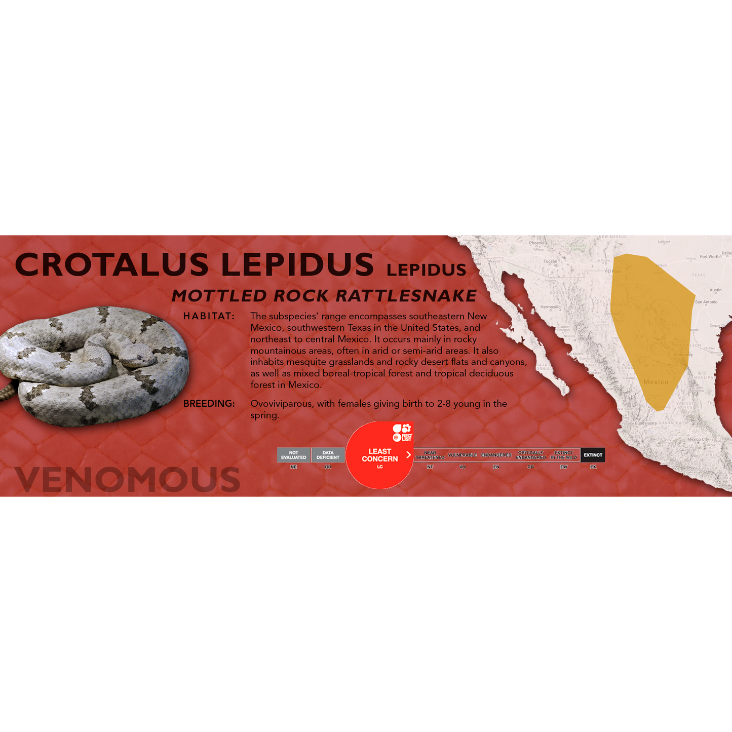 Mottled Rock Rattlesnake (Crotalus lepidus lepidus) Classic Vivarium Label