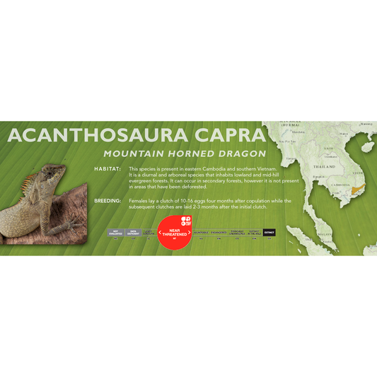 Mountain Horned Lizard (Acanthosaura capra) Classic Vivarium Label