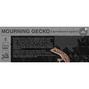 Mourning Gecko (Lepidodactylus lugubris) - Black Series Vivarium Label