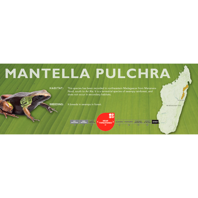Mantella pulchra - Standard Vivarium Label