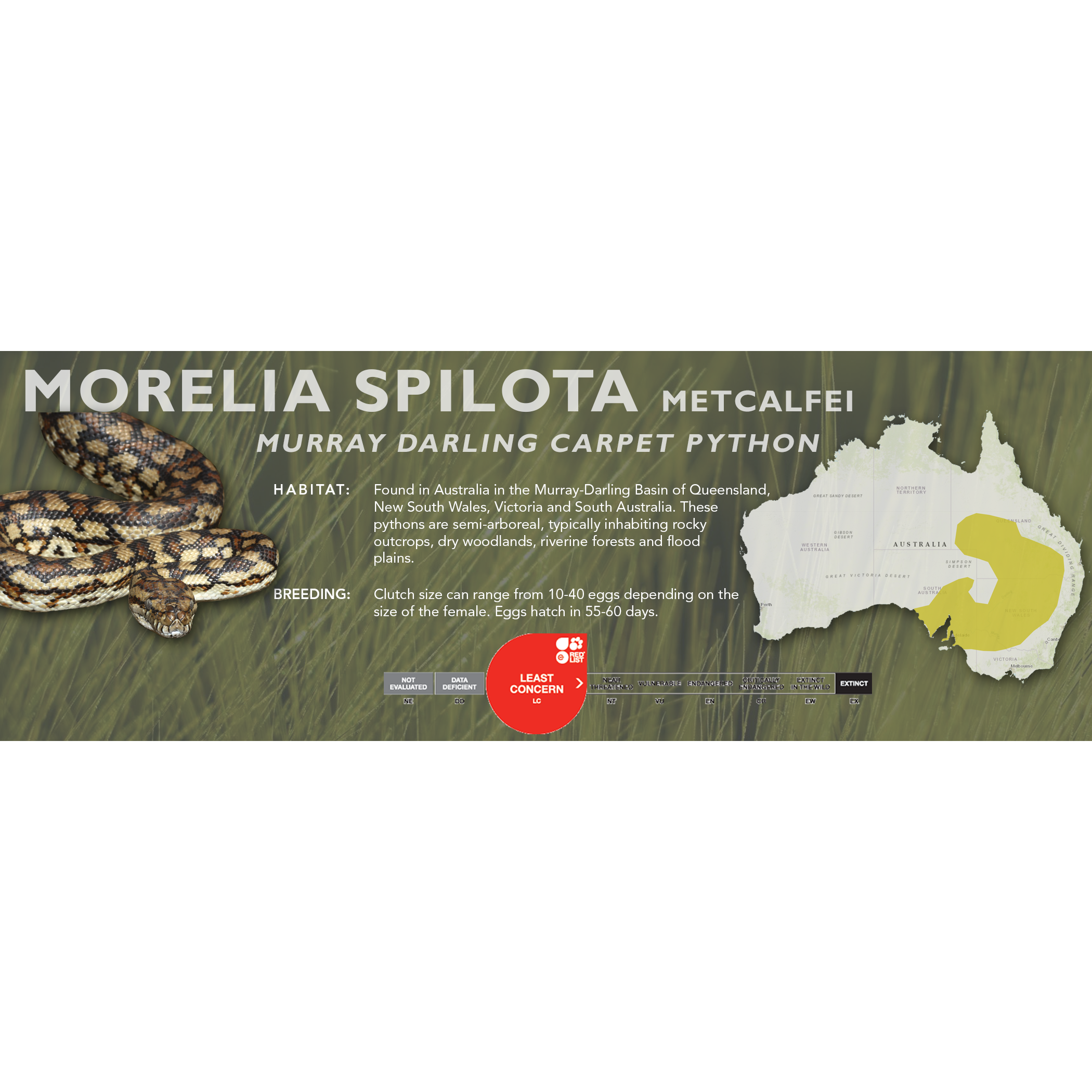 Murrtay Darling Python Carpet Python (Morelia spilota) Classic Vivarium Label – Cloud Forest ...
