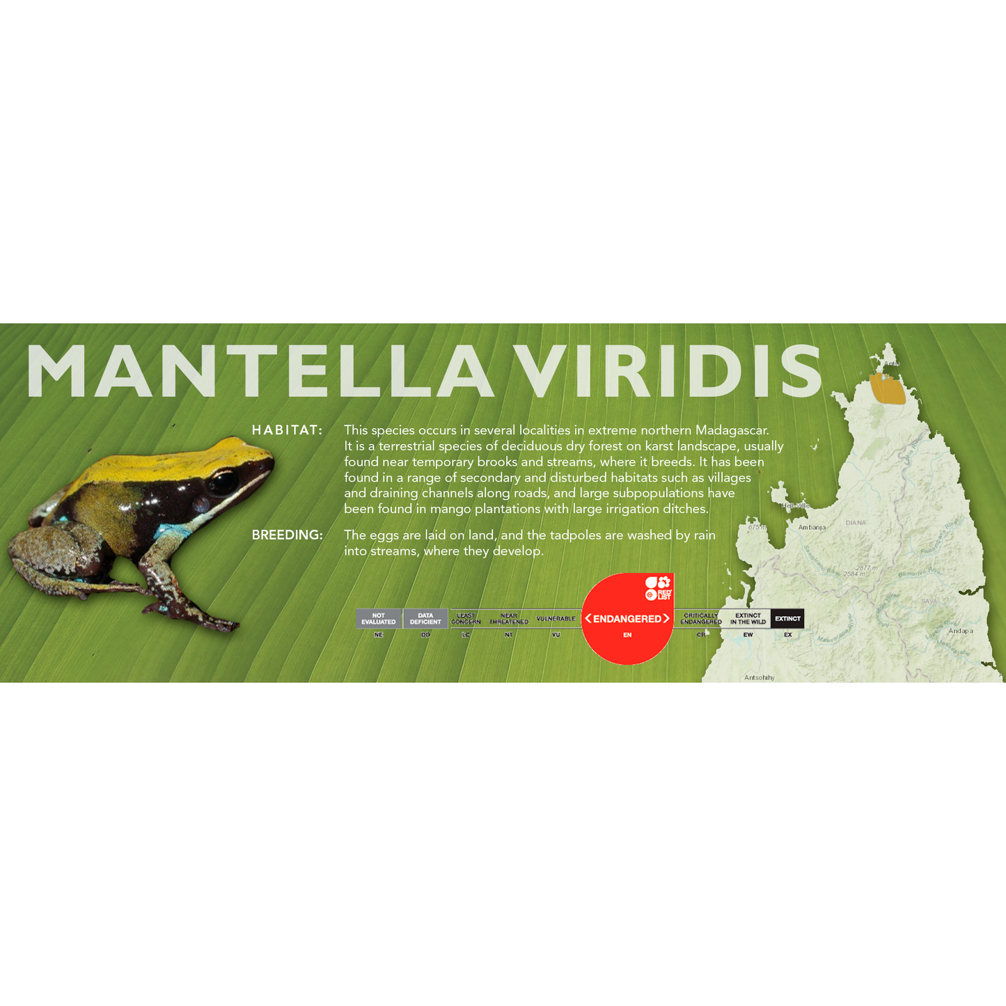 Mantella viridis - Standard Vivarium Label