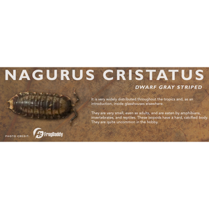 Nagurus cristatus - Isopod Label
