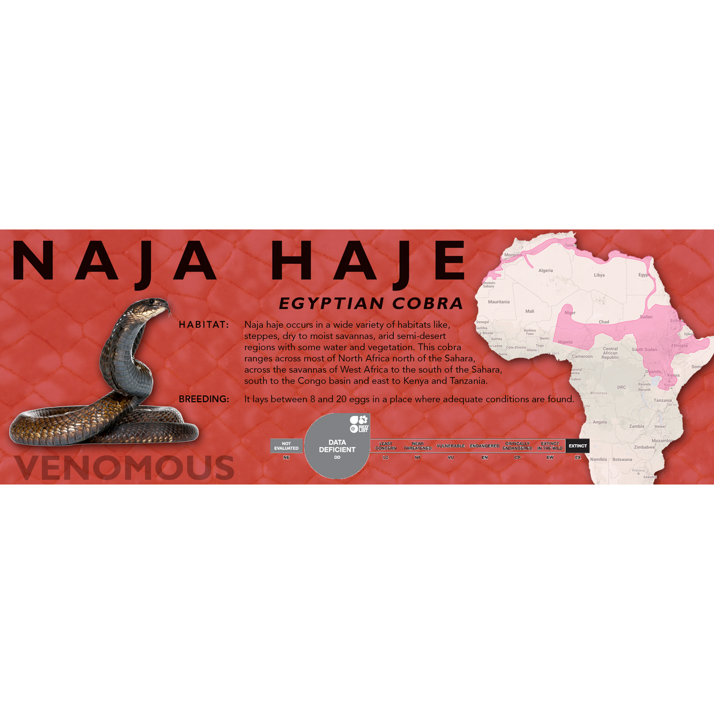 Egyptian Cobra (Naja haje) Standard Vivarium Label