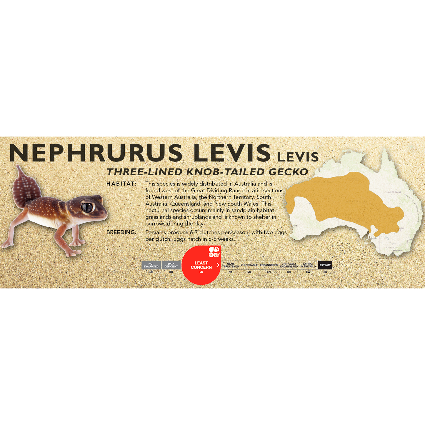 Three-lined Knob-Tailed Gecko (Nephrurus levis) Classic Vivarium Label