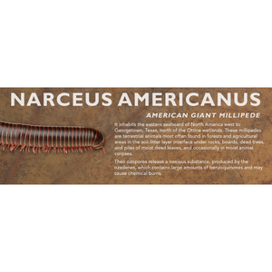 Narceus americanus - American Giant Millipede Label