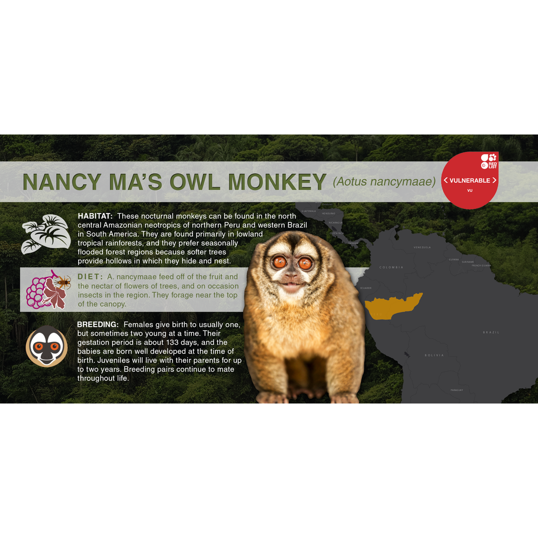 Nancy Ma's Owl Monkey (Aotus nancymaae) - Aluminum Sign