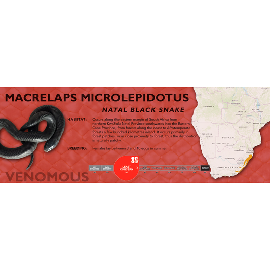 Natal Black Snake (Macrelaps microlepidotus) Classic Vivarium Label