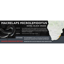 Load image into Gallery viewer, Natal Black Snake (Macrelaps microlepidotus) Standard Vivarium Label