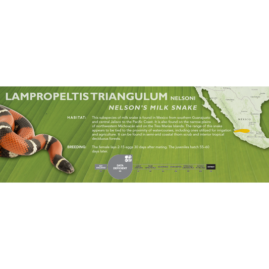 Nelson's Milk Snake (Lampropeltis triangulum nelsoni) Classic Vivarium Label