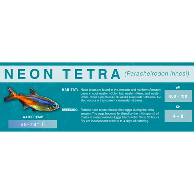 Neon Tetra (Paracheirodon innesi) - Standard Aquarium Label