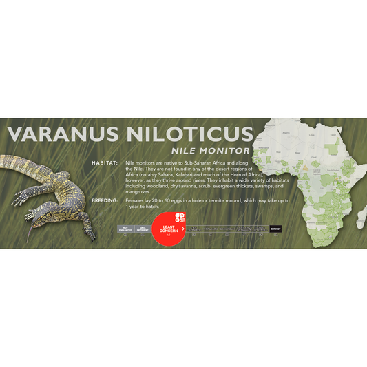 Nile Monitor (Varanus niloticus) Classic Vivarium Label