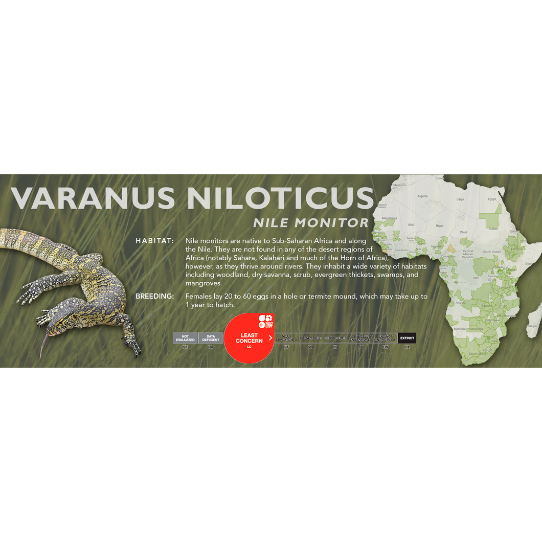 Nile Monitor (Varanus niloticus) Standard Vivarium Label