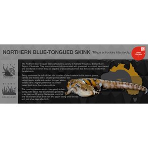 Northern Blue-Tongued Skink (Tiliqua scincoides intermedia) - Black Series Vivarium Label