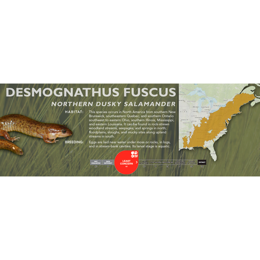 Northern Dusky Salamander (Desmognathus fuscus) - Classic Vivarium Label