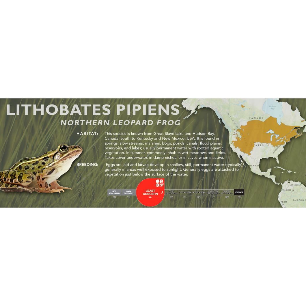 Northern Leopard Frog (Lithobates pipiens) - Standard Vivarium Label