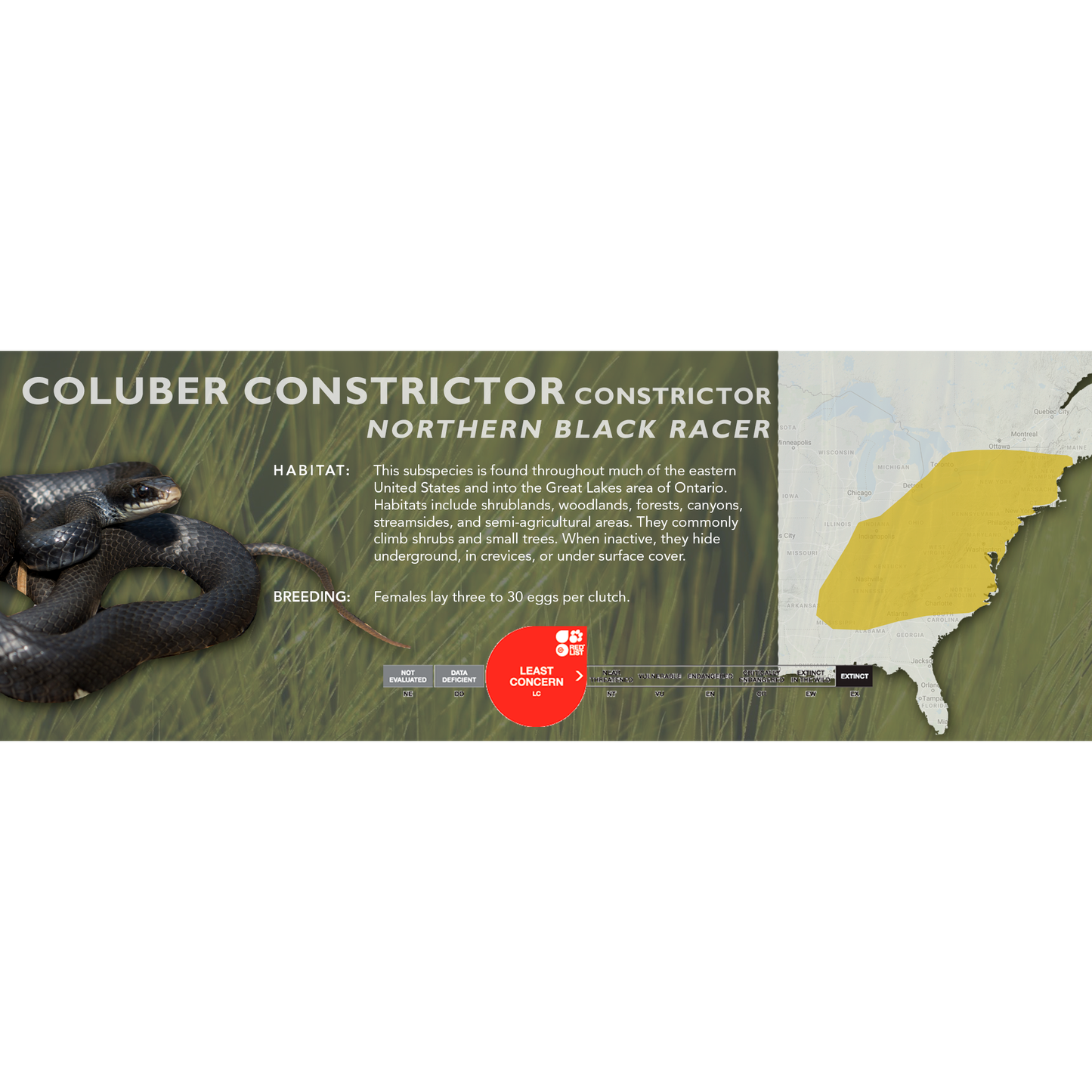 Eastern Racer (Coluber constrictor) Classic Vivarium Label