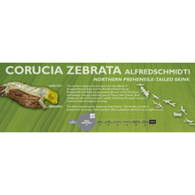 Load image into Gallery viewer, Prehensile-Tailed Skink (Corucia zebrata) Standard Vivarium Label