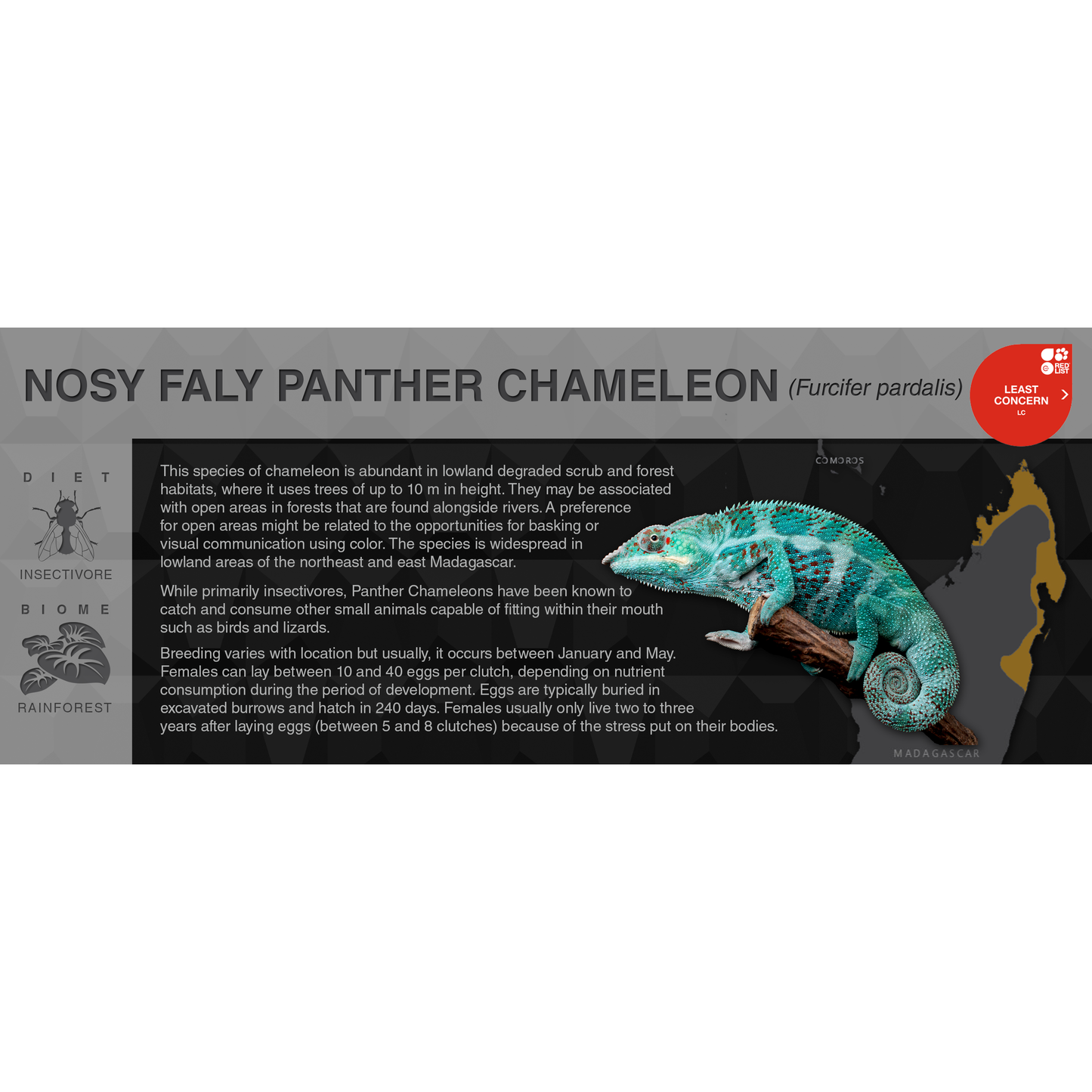 Panther Chameleon (Furcifer pardalis) - Black Series Vivarium Label