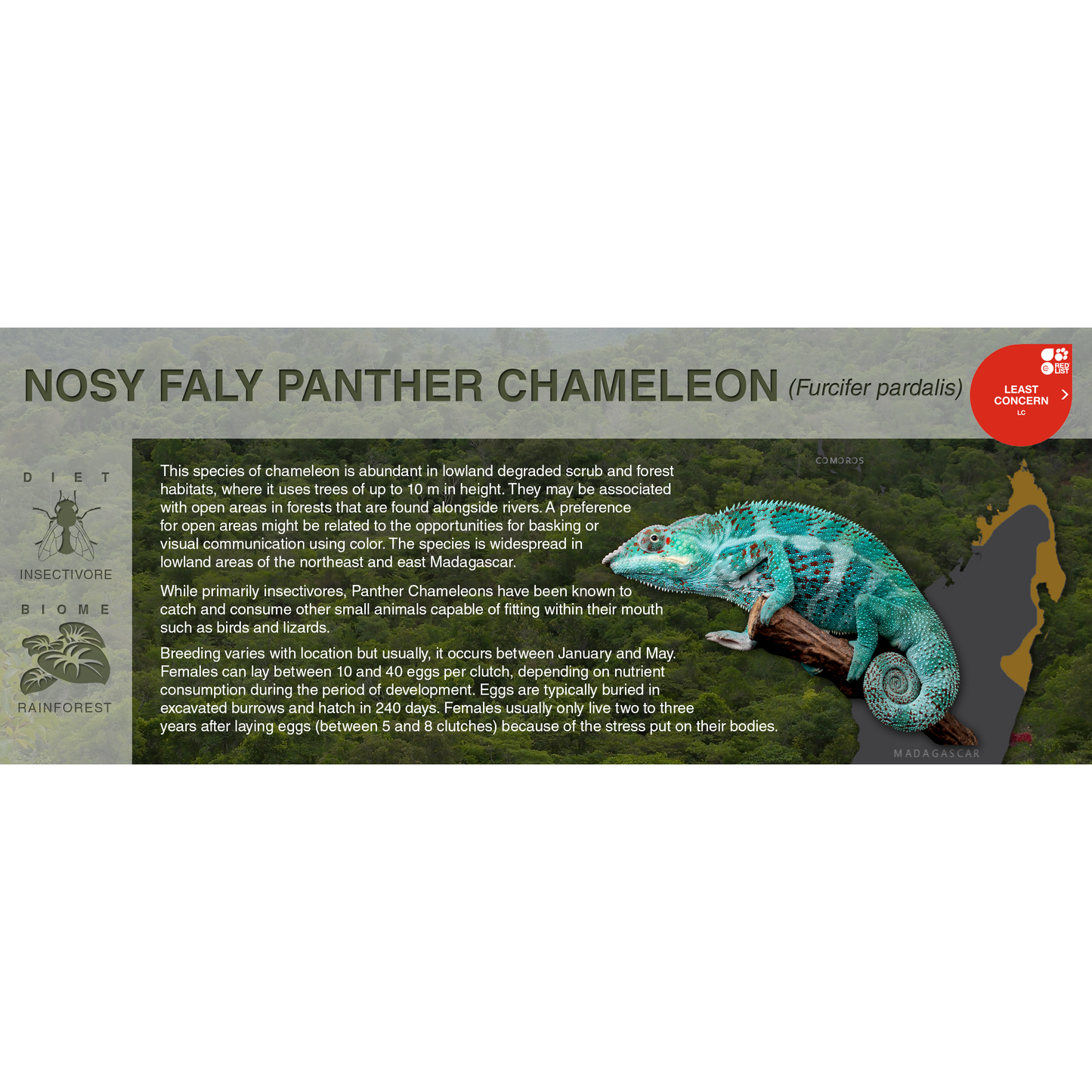 Panther Chameleon (Furcifer pardalis) - Black Series Vivarium Label