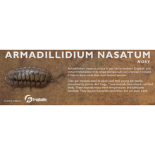 Load image into Gallery viewer, Armadillidium nasatum - Isopod Label