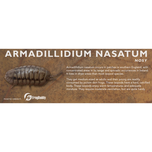 Armadillidium nasatum - Isopod Label