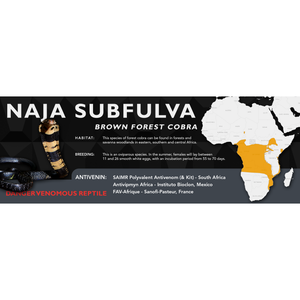 Brown Forest Cobra (Naja subfulva) Standard Vivarium Label