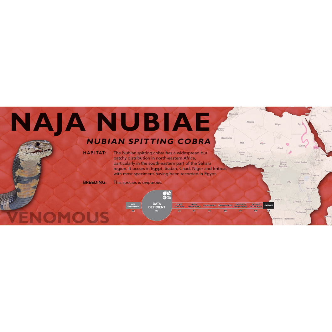 Nubian Spitting Cobra (Naja nubiae) Standard Vivarium Label