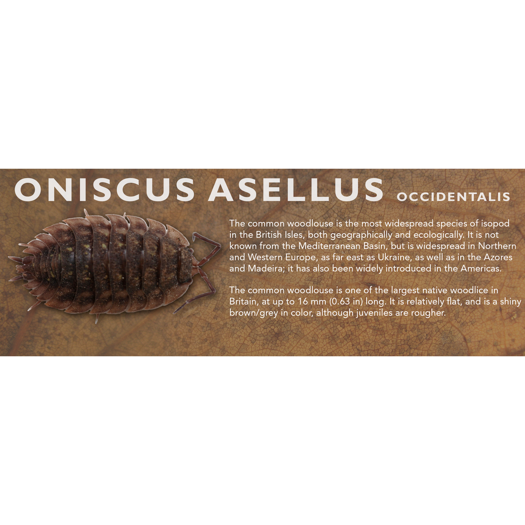 Oniscus asellus - Isopod Label