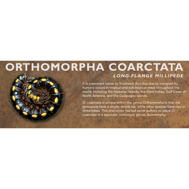 Orthomorpha coarctata - Long-Flange Millipede Label